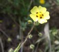 Tuberaria guttata